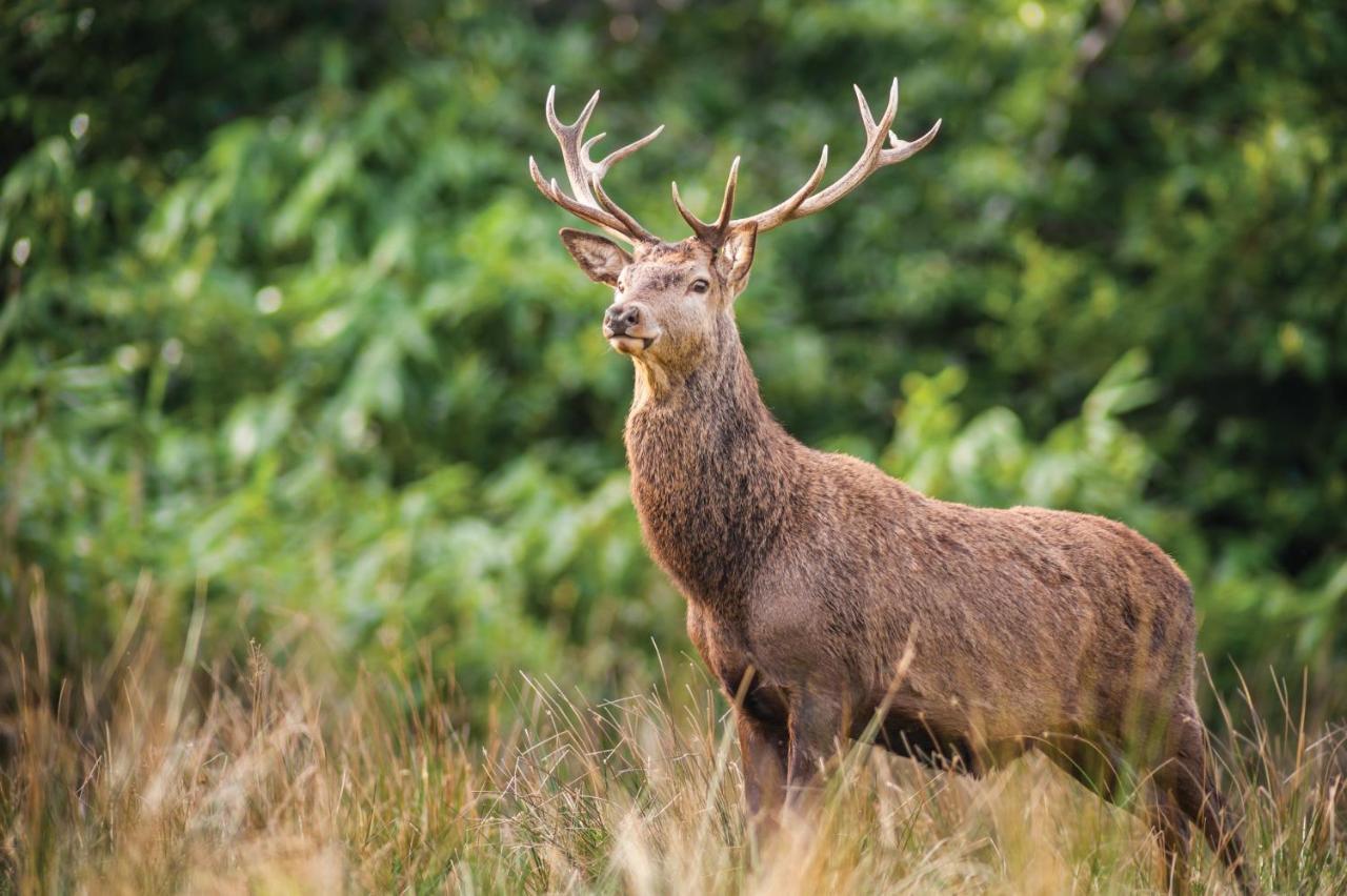 Castlerosse Park Resort Killarney Luaran gambar